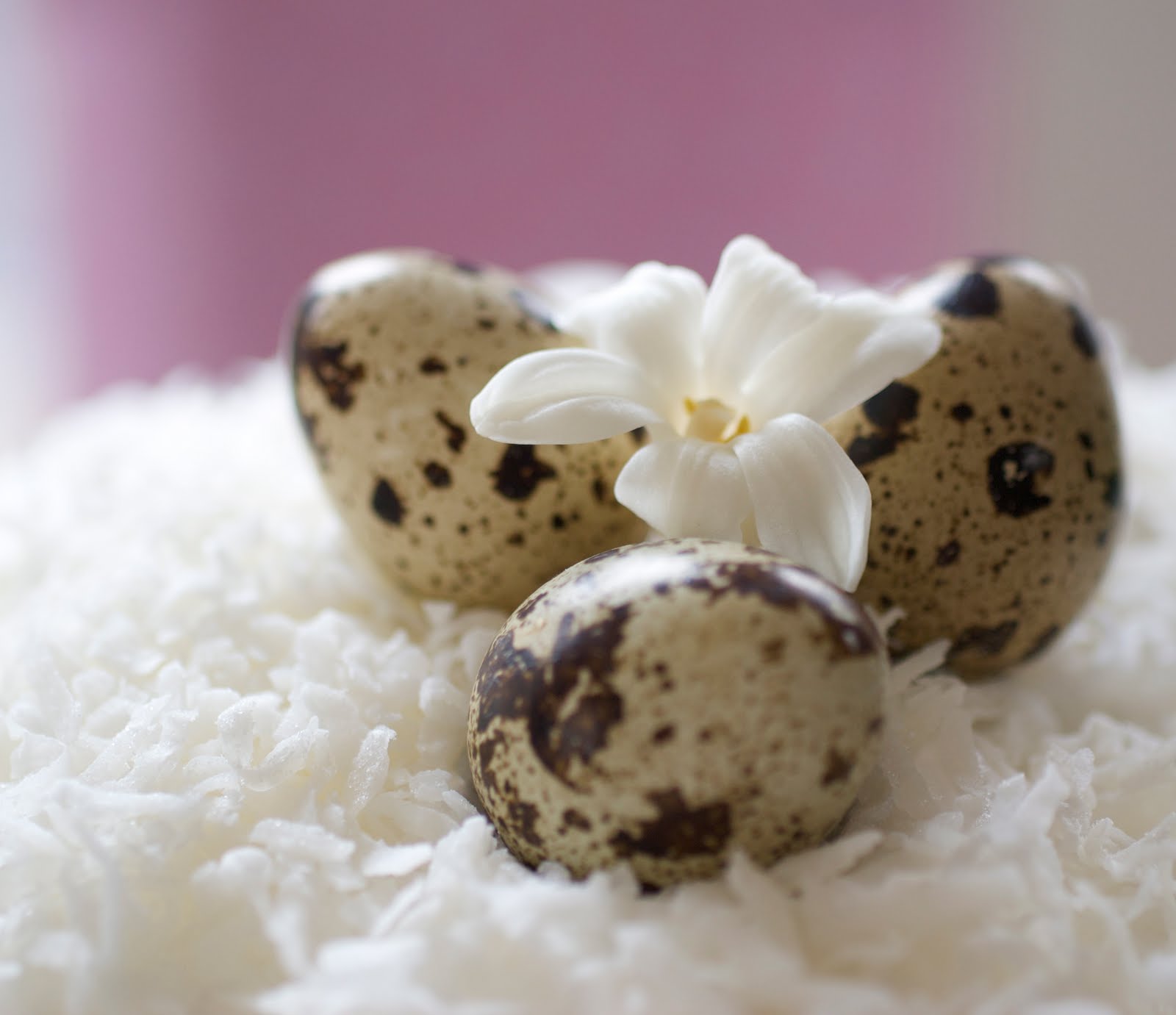 2 Stews Chocolate Cake With Coconut and Chocolate Filled Quail Eggs