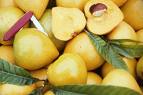 [dailyfruits.blogspot.com+canistel.jpg]