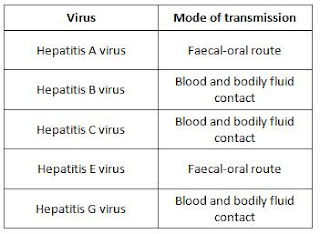 hepatitis a transmission mode hepatitis a transmission mode