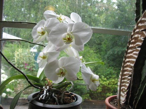 [The+Resilient+Orchids.JPG]