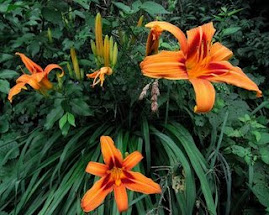 day lilies