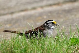 White-throated Sparrow