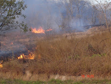 incendios para caçar ratazanas