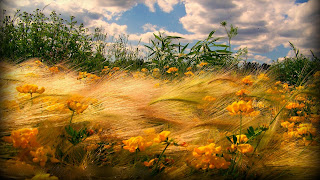 nature scenic wallpaper