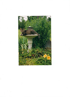 basil the cat