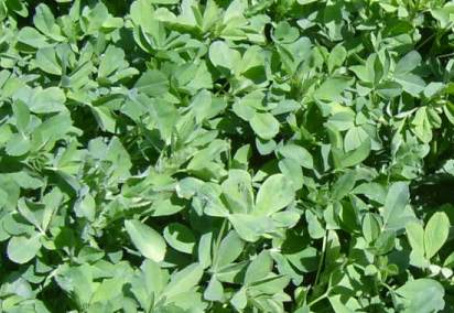 picture of alfalfa