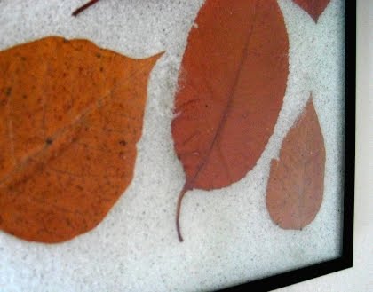pressed leaves framed