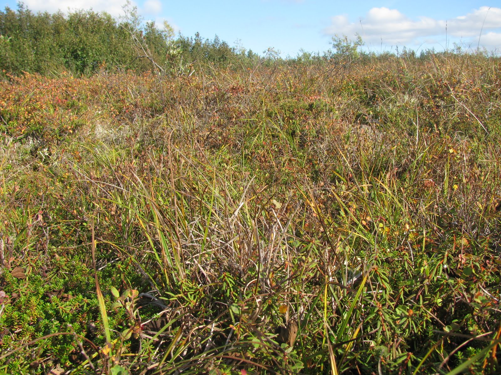 Tundra Grass