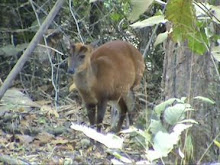 Barking Deer