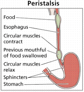 Health: Alimentary Canal