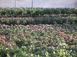 [Woodburn-In-bud.jpg]