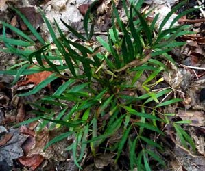 [Mahonia-soft-caress-1.jpg]