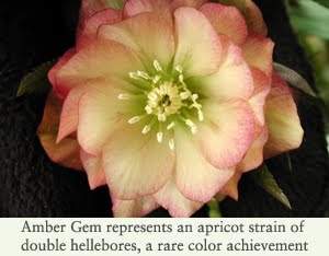 [HelleborusAmberGem.jpg]