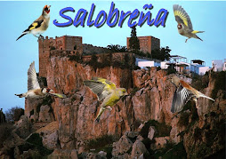 salobreña jilgueros