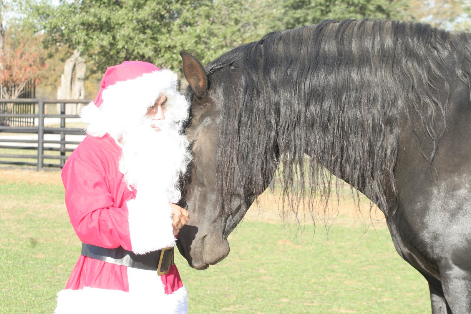 TerriMeador/Herradura Andalusians