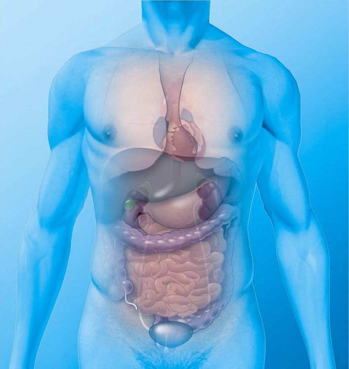 The Human Body