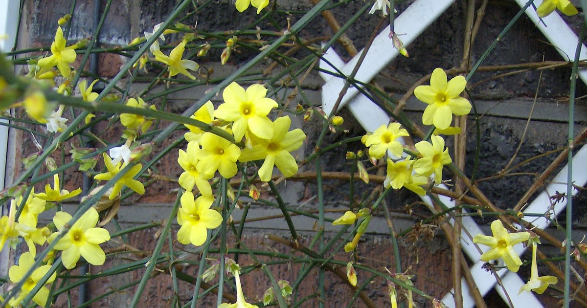 Love My Garden Winter Flowering Jasmine