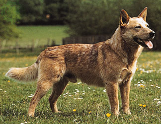 Australian Cattle Dog
