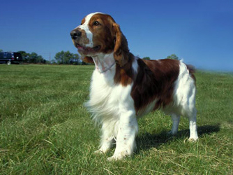 http://2.bp.blogspot.com/_qYUmrCOFbmg/TSYEgVytX2I/AAAAAAAABJM/9cHR2Nfcy4s/s1600/welsh-springer-spaniel.jpg