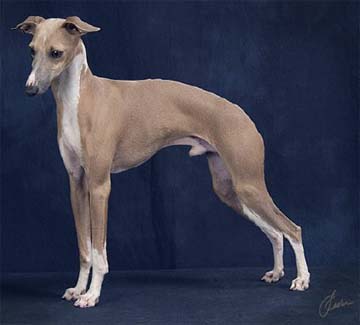 Italian+greyhound