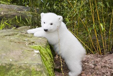 fluffy polar bear