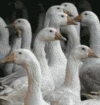 a flock of geese