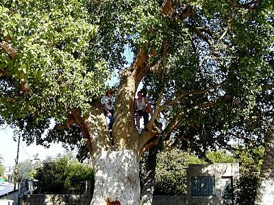 [Jericho_sycamore_tree_7.jpg]