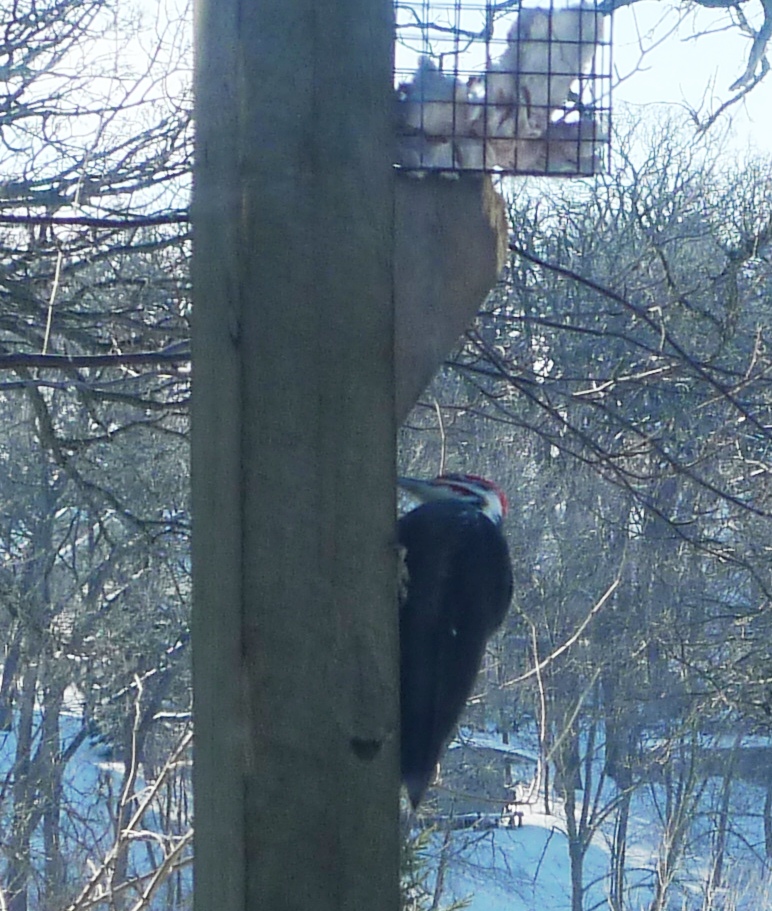 We feed a variety of woodpecker species at our feeders - Downy, Hairy, ... We feed a variety of woodpecker species at our feeders - Downy, Hairy, ...