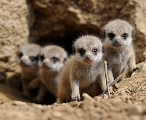 [Manner+of+a+Meerkat+01.jpg]