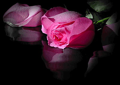rosas refletidas na escuridão