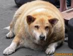 [Fat+Dog.jpg]
