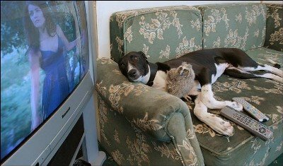 [cachorro+vendo+tv.jpg]
