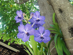 Amo as orquídeas e copos de leite