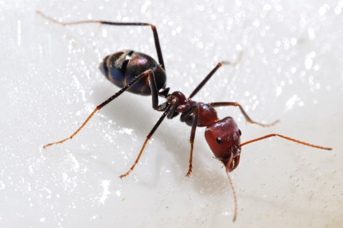 Young Red Ant Struck,