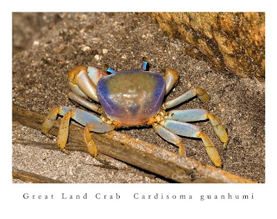 terrestrial crabs
