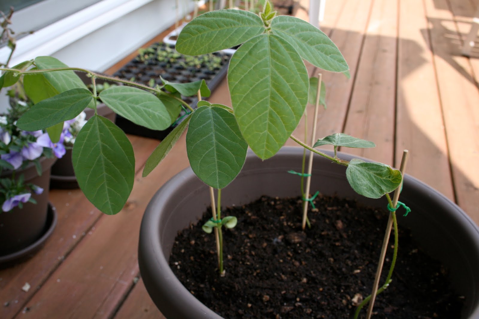 Tasty Travels... food talks, I listen Gardening Growing Edamame in Containers