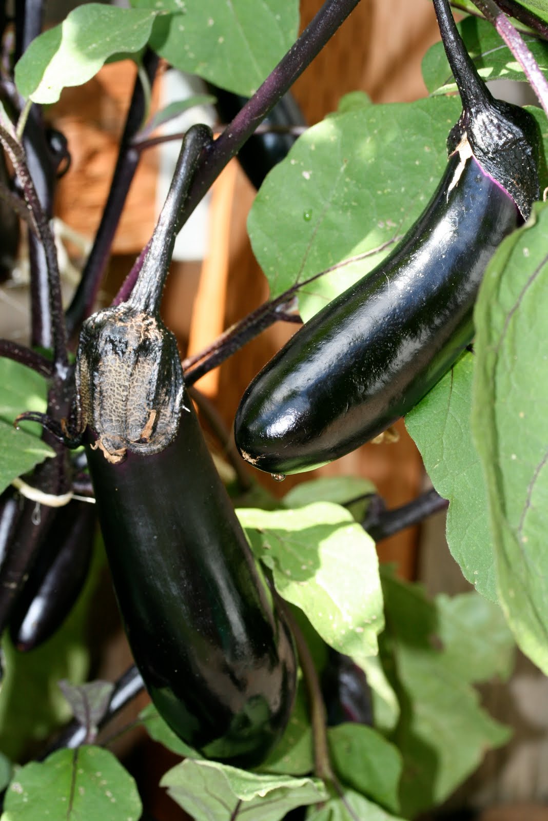 Tasty Travels... food talks, I listen Gardening Eggplant, Cucumbers