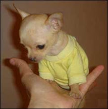 Teacup Chihuahua!