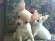 Baby Chihuahuas!