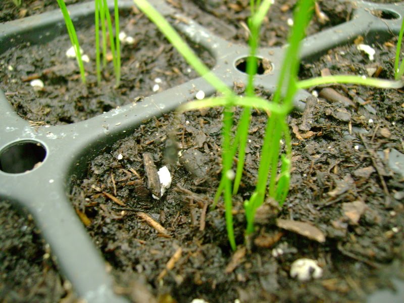 Plant Zone Herb Seedlings