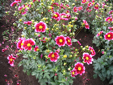 I love the Flowers