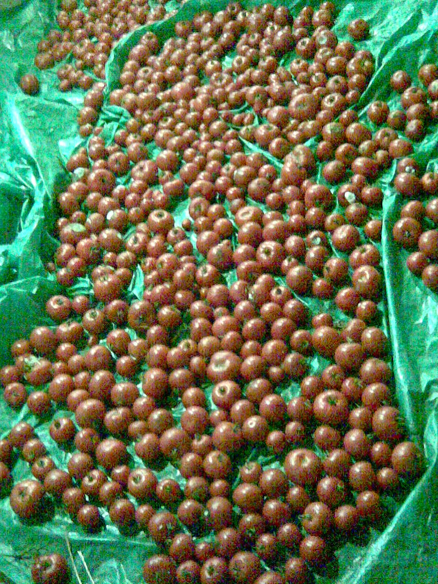 [Image015-737112.jpeg]