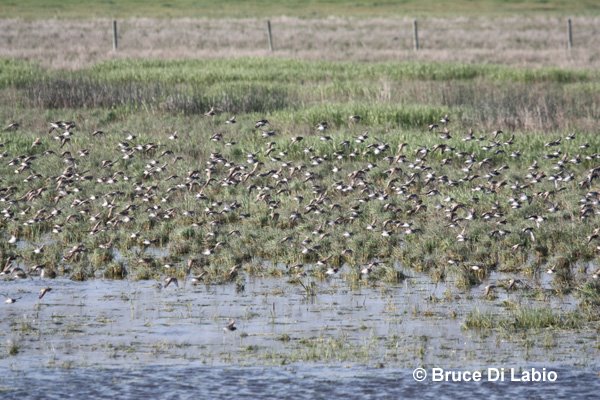 [June+5,2009+Manitoba+shorebirds.jpg]