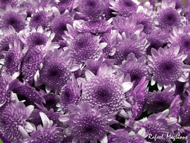 [flores_640x4802_2.jpg]
