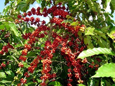 Go Top 10 Producers of Coffee in the World