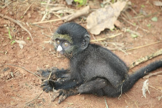 tiny black monkey klein tiny black monkey klein