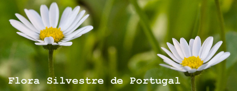Flora Silvestre de Portugal