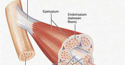 A&P Blog: Skeletal Muscle Tissue