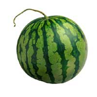 [watermelon_1.jpg]