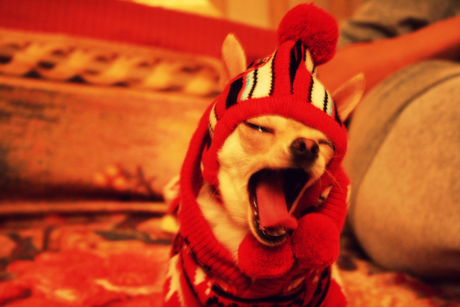 chihuahua wallpaper